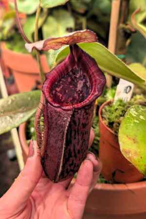 992: N. [(lowii x veitchii) x boschiana] x [(veitchii x maxima) x veitchii] x (lowii x veitchii) - yellow x boschiana - SG - 26 cm