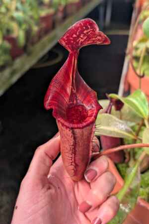 1039: N. (veitchii x boschiana) - very squat x [(lowii x veitchii) x campanulata] - 19 cm
