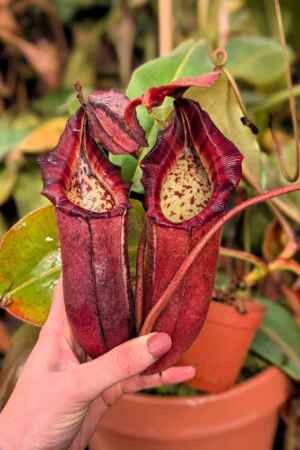 895: [(lowii x veitchii) x boschiana] x [(veitchii x maxima) x veitchii] x [(lowii x veitchii) x boschiana] - 39 cm