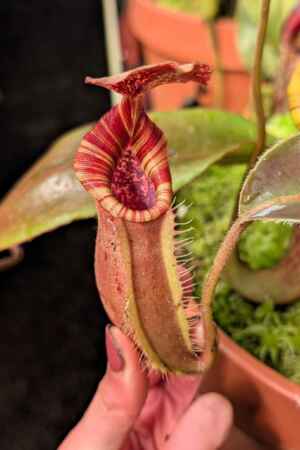 976: N. [(lowii x veitchii) x boschiana] x [(veitchii x maxima) x veitchii] x [(lowii x veitchii) x boschiana] - 21 cm