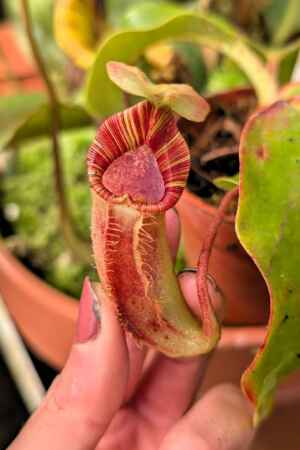 883: [(lowii x veitchii) x boschiana] x [(veitchii x maxima) x veitchii] x [(lowii x veitchii) x boschiana] - 16 cm