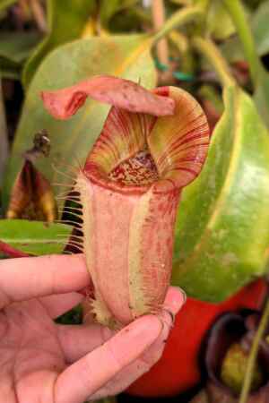 938: N. [(lowii x veitchii) x boschiana] x [(veitchii x maxima) x veitchii] x (eymae x veitchii) (A) - 25 cm
