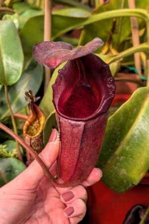 949: N. (veitchii x boschiana) - very squat x [(lowii x veitchii) x campanulata] - 31 cm