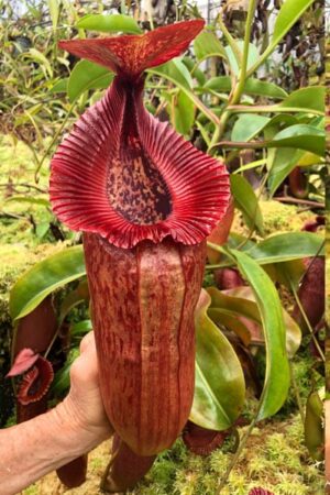 N. {[(Rokko ‘Exotica’ x boschiana) x veitchii] x edwardsiana} (a) (RC) - AMAZING GREX!