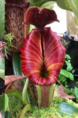 N. (Rokko ‘Exotica’ x boschiana) x veitchii (b) - RC - (Only 1)