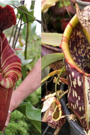 N. [(Rokko ‘Exotica’ x boschiana) x veitchii] – red x mapuluensis (small)