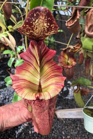 N. [(Rokko ‘Exotica’ x boschiana) x veitchii] x {[(lowii x veitchii) x boschiana] x (maxima x mira)} – No. 3 - RC (Only 1!)