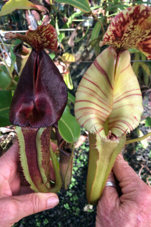 NN. [(Rokko ‘Exotica’ x boschiana) x veitchii] x {[(lowii x veitchii) x boschiana] x (maxima x mira)} – No.1 - RC