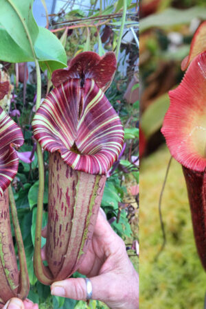 N. ([Rokko ‘Exotica’ x boschiana) x veitchii] x {maxima x [(stenophylla x lowii) x (Rokko x veitchii)]}) x {[(lowii x veitchii) x boschiana)] x (maxima x mira)} - small