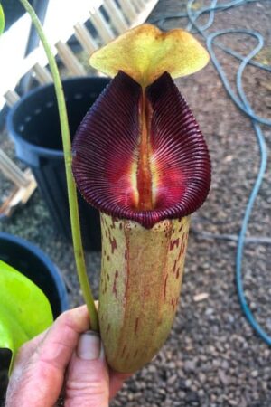N. (Rokko ‘Exotica’ x boschiana) x veitchii (m) x Sabre ‘Dark Cherry’ – No.1- RC (Only 1!)