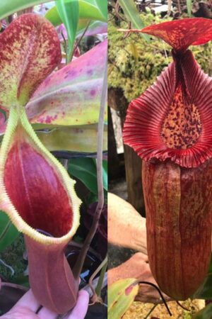 N. xtrusmadiensis x {[(Rokko ‘Exotica’ x boschiana) x veitchii] x edwardsiana} - small