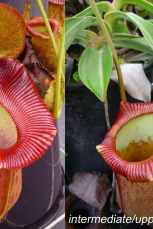 N. [ventricosa x (spathulata x lowii)] x xtrusmadiensis (b) - RC