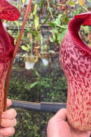 N. (ventricosa x sibuyanensis) x klossii - RC - (Only 1!)