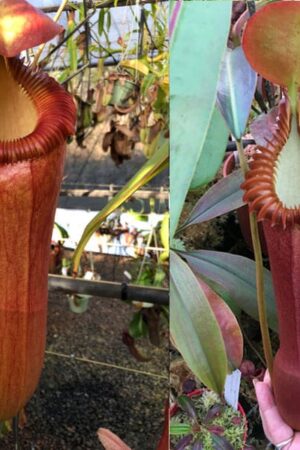 N. [(ventricosa x sibuyanensis) x edwardsiana] x edwardsiana (small) (AMAZING SEEDLINGS!)