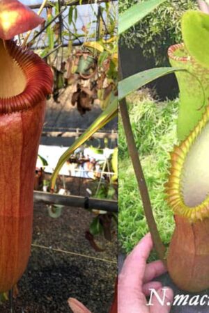 N. [(ventricosa x sibuyanensis) x edwardsiana] x macrophylla - small