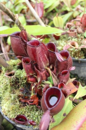 N. ampullaria - dark red - RC - Only 1!