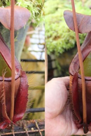 N. bicalcarata – red x (spectabilis x northiana) - RC