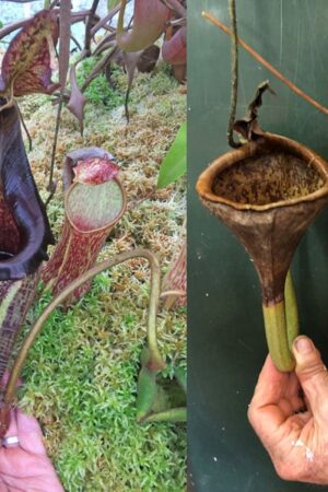 N. eymae – Mt.Tambusisi (a) - RC (male plant)