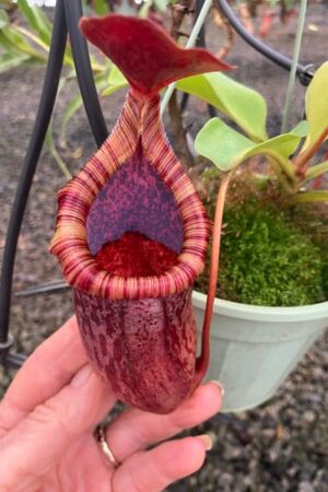 N. (eymae x veitchii) x (lowii x ventricosa) - Rooted cutting