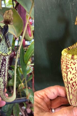N. fusca (Type) - RC - Only 1!