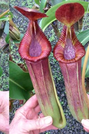 N. lowii – Kinabalu x edwardsiana – Marai Parai - RC (ONLY 1!)
