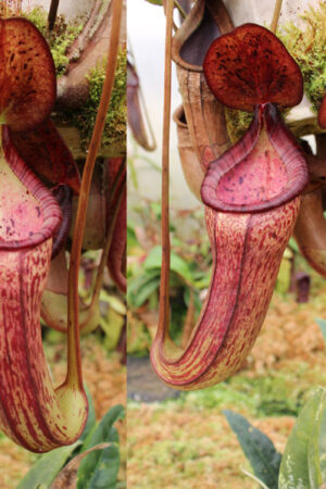 N. lowii x (spectabilis x northiana) - RC