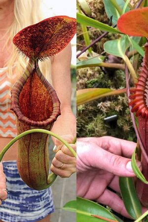 N. (lowii x merrilliana) x edwardsiana (New release) - small