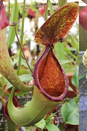 N. (lowii x merrilliana) x nebularum (New release) - small
