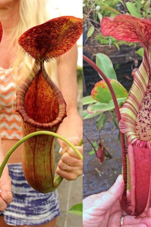 N. (lowii x merrilliana) x (northiana x veitchii) – red (First release!) - small