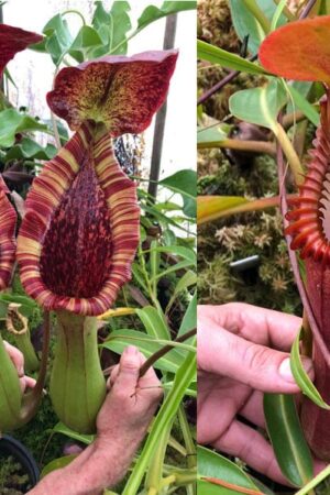 N. (lowii x truncata) – giant x edwardsiana - small