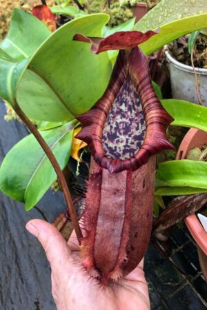 N. northiana x nebularum (Large plants!)