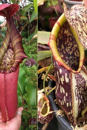 N. (northiana x veitchii) – red x mapuluensis (First release) (small)