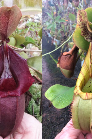 N. ovata x veitchii (m) – long neck- small