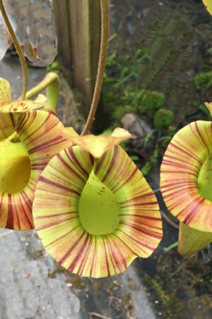 N. platychila - AMAZING CLONE - RC