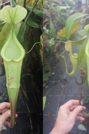 N. hemsleyana - white - RC (male)