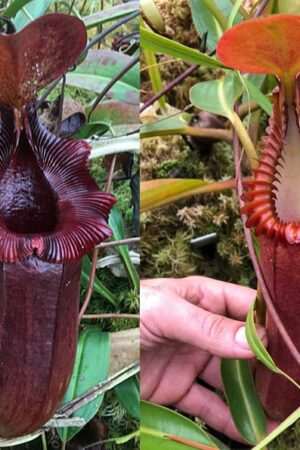N. (sibuyanensis x xtrusmadiensis) x edwardsiana - small