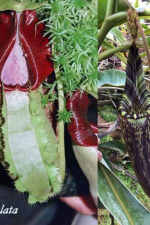 N. spathulata x mollis - small