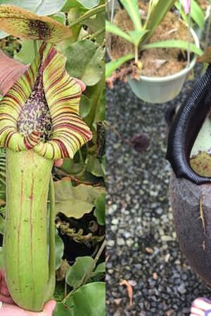 N. truncata – giant x bongso – black - small