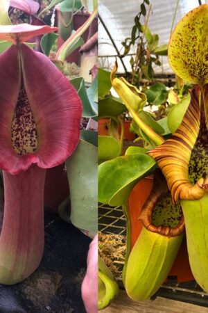 N. truncata (j) (red x squat) (small)
