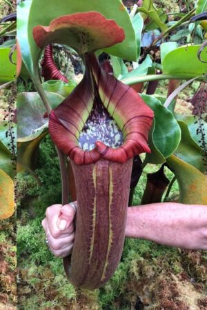 N. truncata – giant x nebularum – Mayo (small)