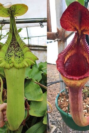 N. truncata – (giant x giant) x (lowii x edwardsiana) (First Release)- small