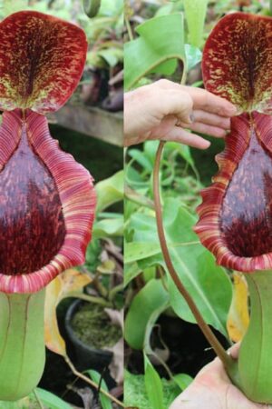 N. truncata – giant x lowii – Kinabalu - RC - (Only 1!)