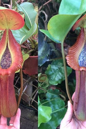 N. truncata – giant x macrophylla (Large plants like photos)