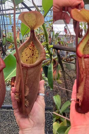 N. truncata x palawanensis - small