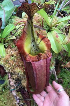 N. veitchii (k) x (burbidgeae x edwardsiana)- RC
