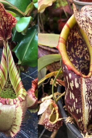 N. veitchii (m) – giant x mapuluensis (small)