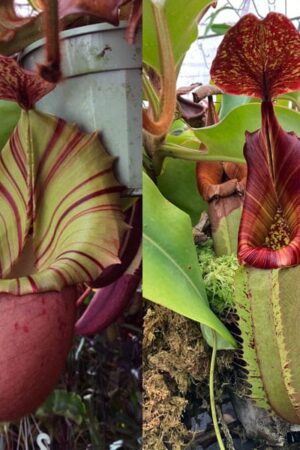 N. veitchii (m) x (truncata x veitchii (k)) (small)