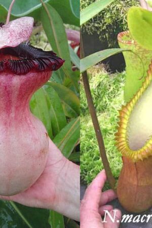 N. (ventricosa x sibuyanensis) – giant x macrophylla (small)
