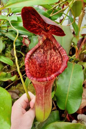 1471: N. lowii x boschiana EP - Amazing, huge clone - RC - 47 cm
