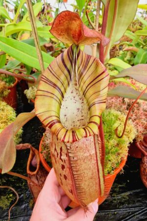 1478: N. spectabilis (Bundah) x veitchii, Candy SG by CK - RC - 22 cm